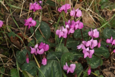 Cyclamen coumRondbladige cyclamen bestellen